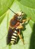 Rhodanthidium septemdentatum